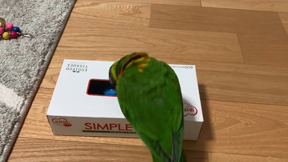 空のティッシュ箱に喜ぶインコさん