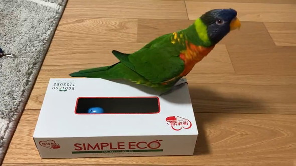 空のティッシュ箱に喜ぶインコさん