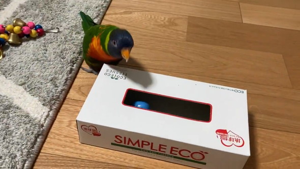 空のティッシュ箱に喜ぶインコさん