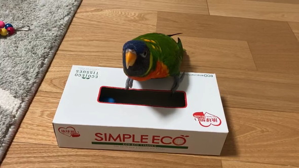 空のティッシュ箱に喜ぶインコさん
