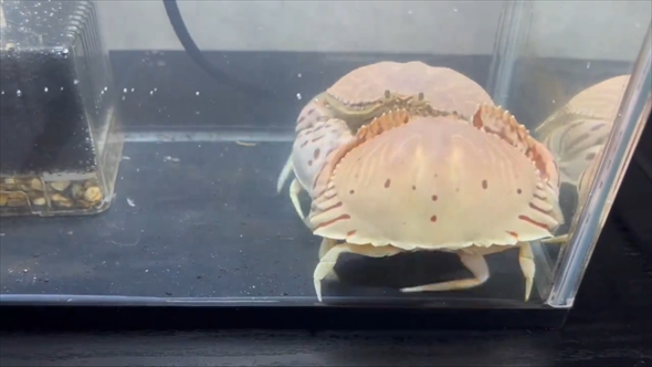 カニの仲間「カラッパ」の餌の取り合いがかわいい