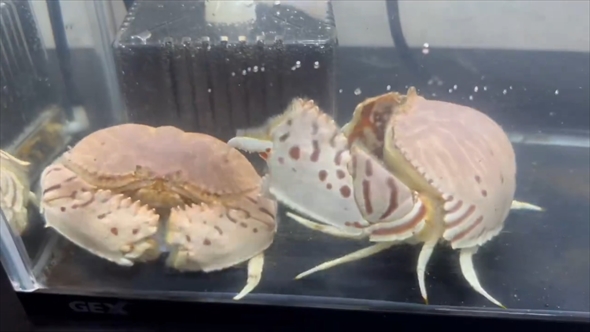 カニの仲間「カラッパ」の餌の取り合いがかわいい