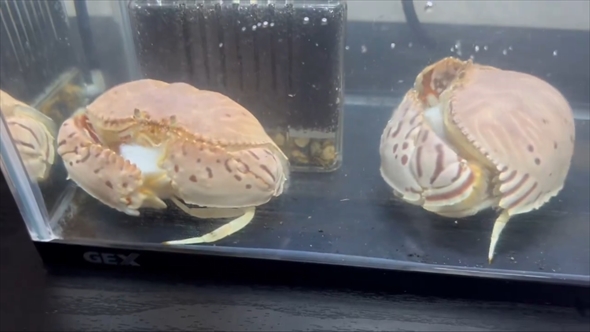 カニの仲間「カラッパ」の餌の取り合いがかわいい