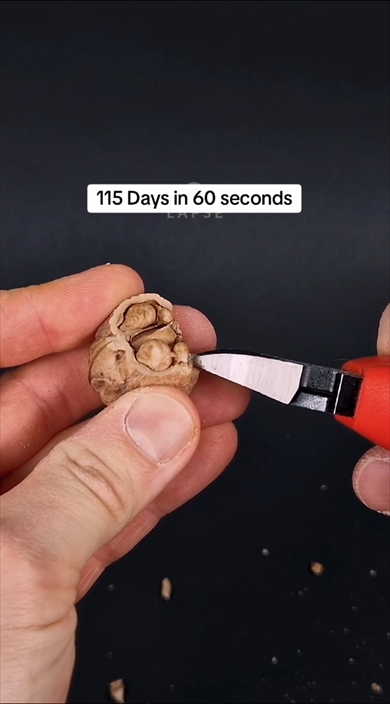 クルミの成長を見守る115日間のタイプラプス