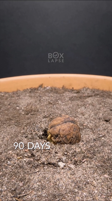 クルミの成長を見守る115日間のタイプラプス