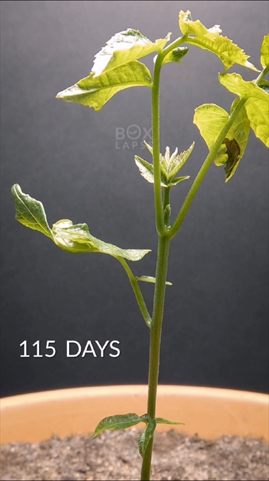 クルミの成長を見守る115日間のタイプラプス