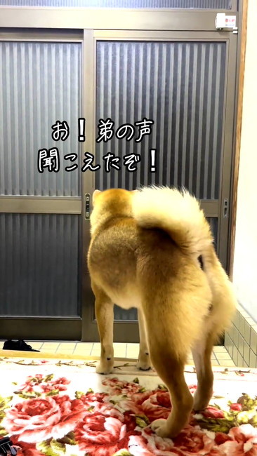 再会ごんちゃん