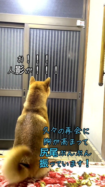 再会ごんちゃん