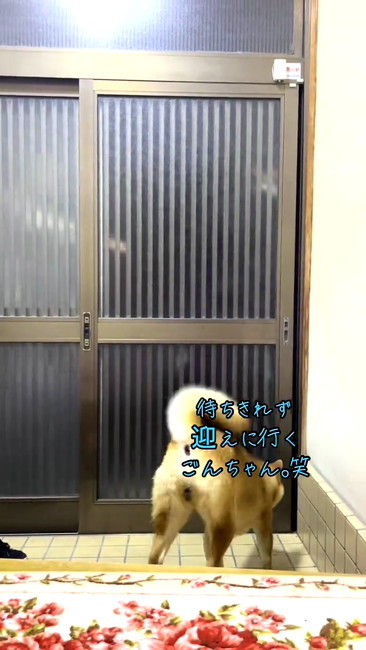 再会ごんちゃん