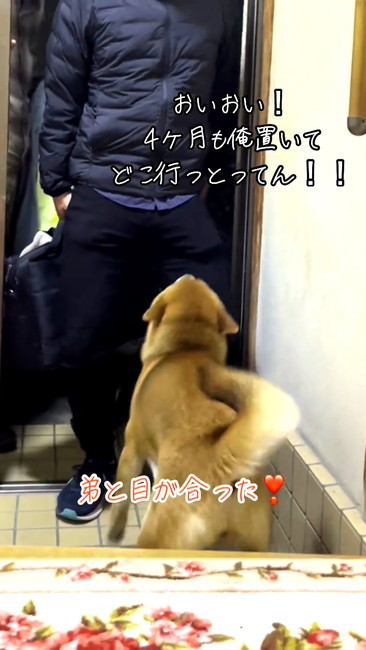 再会ごんちゃん