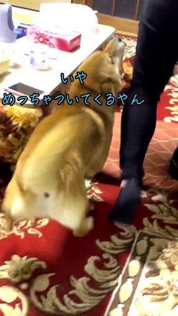 再会ごんちゃん