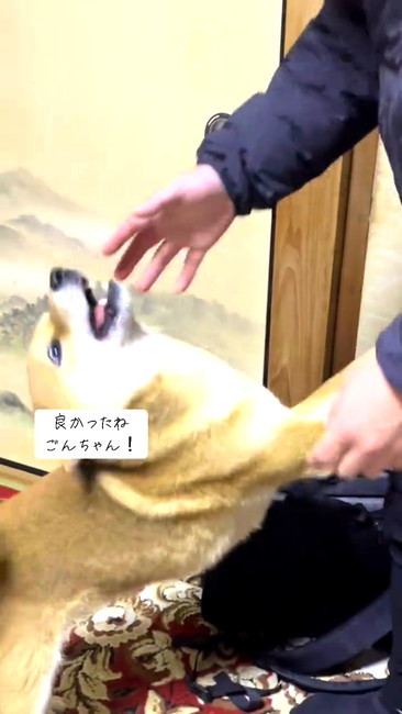 再会ごんちゃん