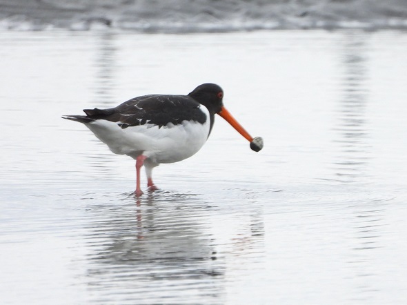くちばしを二枚貝に挟まれてしまったミヤコドリ