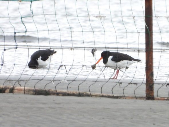 くちばしを二枚貝に挟まれてしまったミヤコドリ