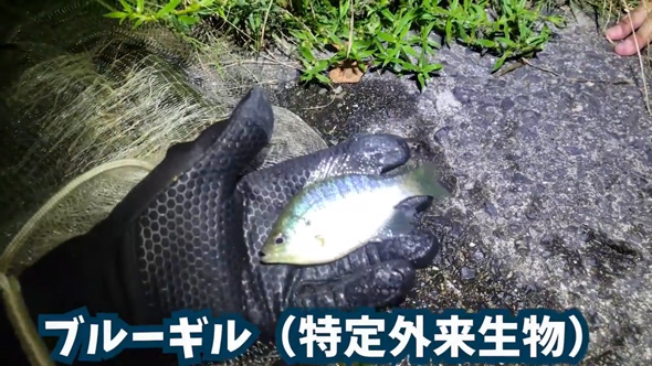 捕獲 外来生物 業者 買取 査定 金額 ガサガサ 外来種 キッチンカー