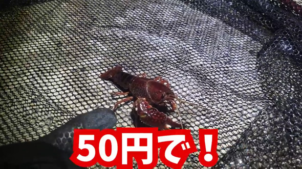 捕獲 外来生物 業者 買取 査定 金額 ガサガサ 外来種 キッチンカー