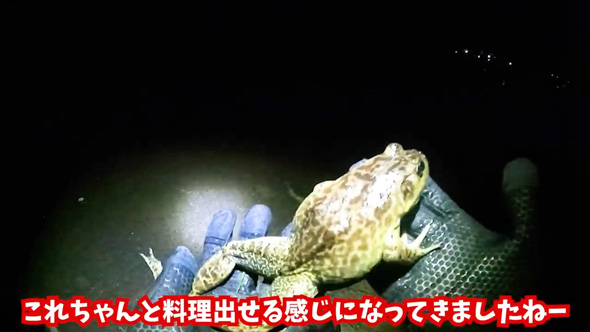捕獲 外来生物 業者 買取 査定 金額 ガサガサ 外来種 キッチンカー