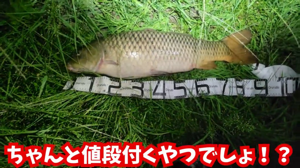 捕獲 外来生物 業者 買取 査定 金額 ガサガサ 外来種 キッチンカー