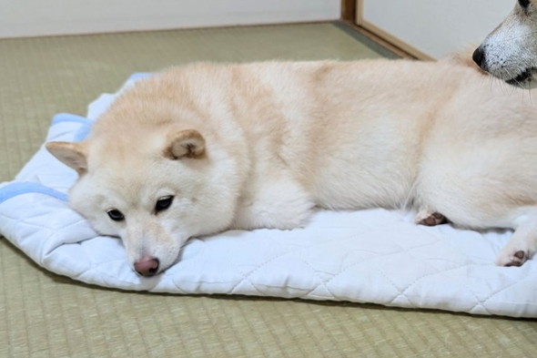 くつろぐ柴ワンコ