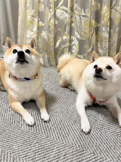 見上げる柴ワンコ