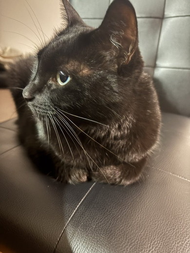 ギャップがすごい猫ちゃん