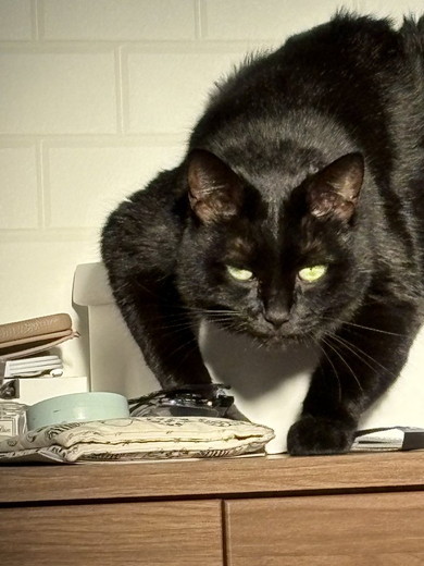 ギャップがすごい猫ちゃん