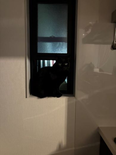 ニャコムしてます