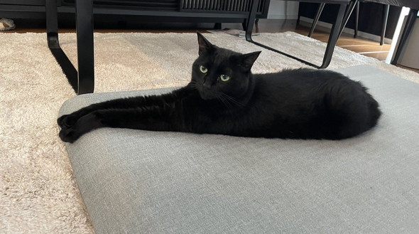 長く見える猫ちゃん