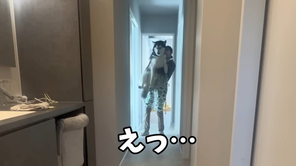 ハスキーをシャンプーした結果