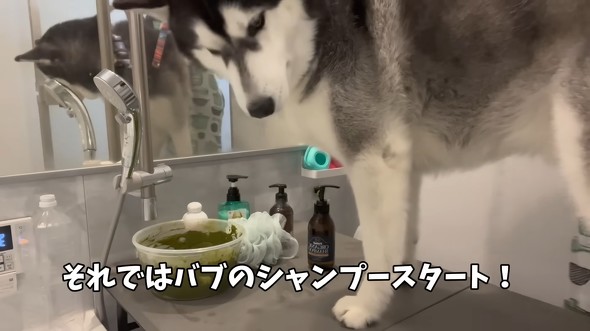 ハスキーをシャンプーした結果