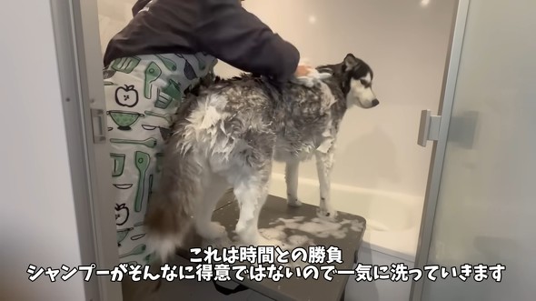 ハスキーをシャンプーした結果