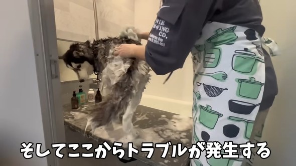 ハスキーをシャンプーした結果