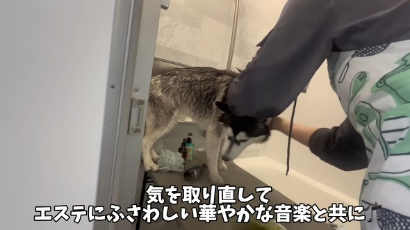 ハスキーをシャンプーした結果