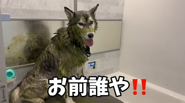 ハスキーをシャンプーした結果
