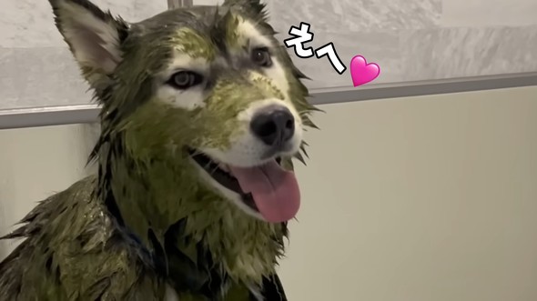 ハスキーをシャンプーした結果