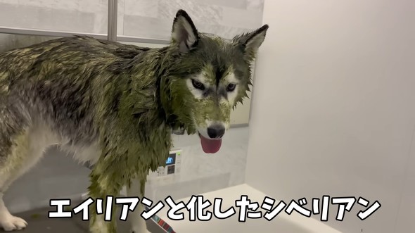 ハスキーをシャンプーした結果