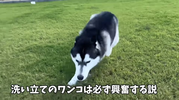 ハスキーをシャンプーした結果