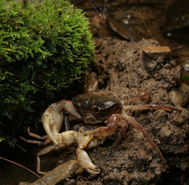 エサを食べるカニ