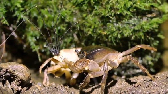 エサを守るカニ