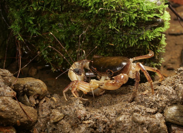 目で威嚇するカニ
