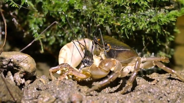 エサを取られるカニ