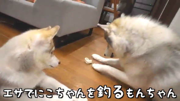 釣るもんちゃん