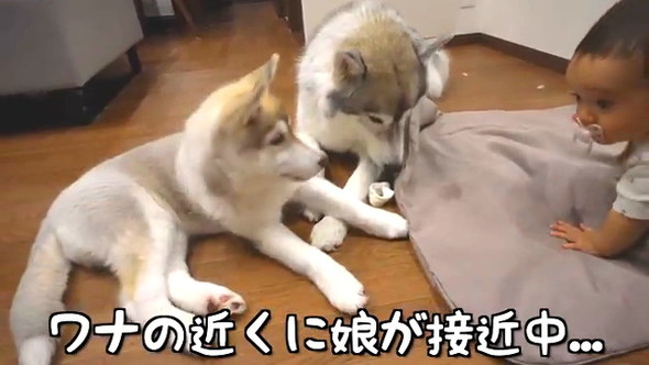 そこへ娘ちゃん