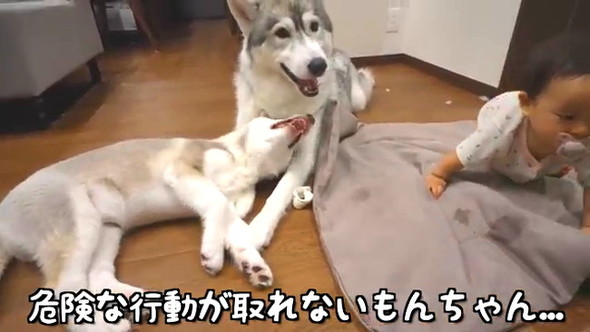 お利口もんちゃん