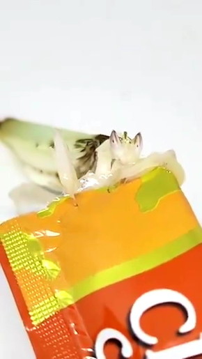 カマキリにちゅーる