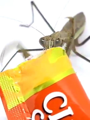 カマキリにちゅーる