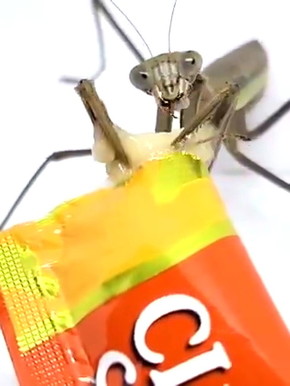 カマキリにちゅーる