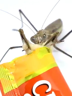 カマキリにちゅーる