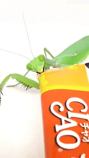 カマキリにちゅーる