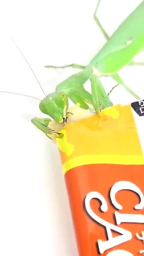 カマキリにちゅーる